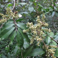 Lepisanthes tetraphylla var. tetraphylla (Vahl) Radlk.